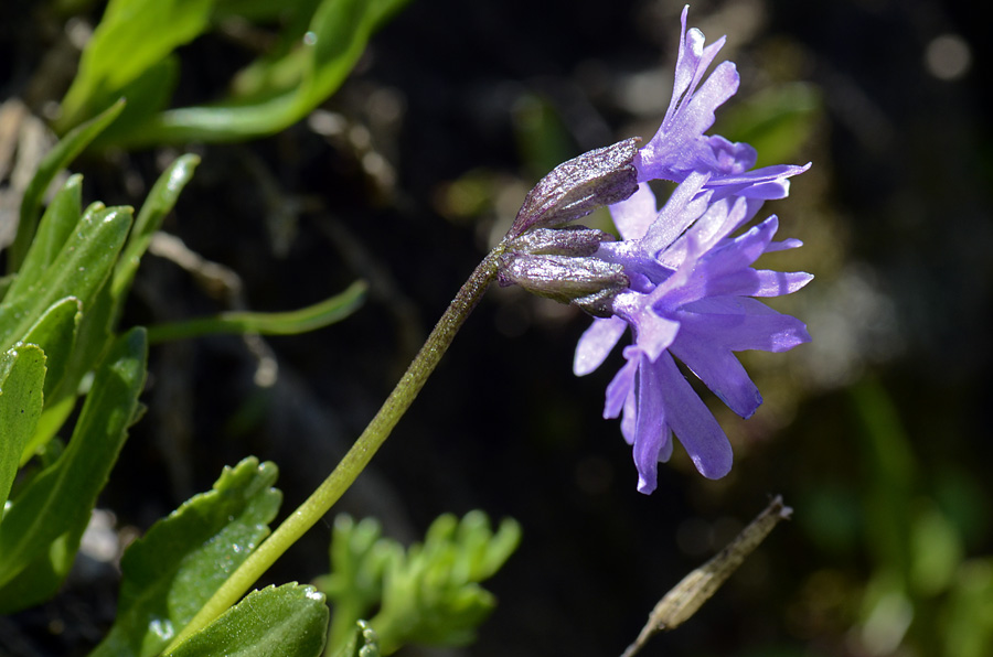 Primula glutinosa /  Primula vischiosa